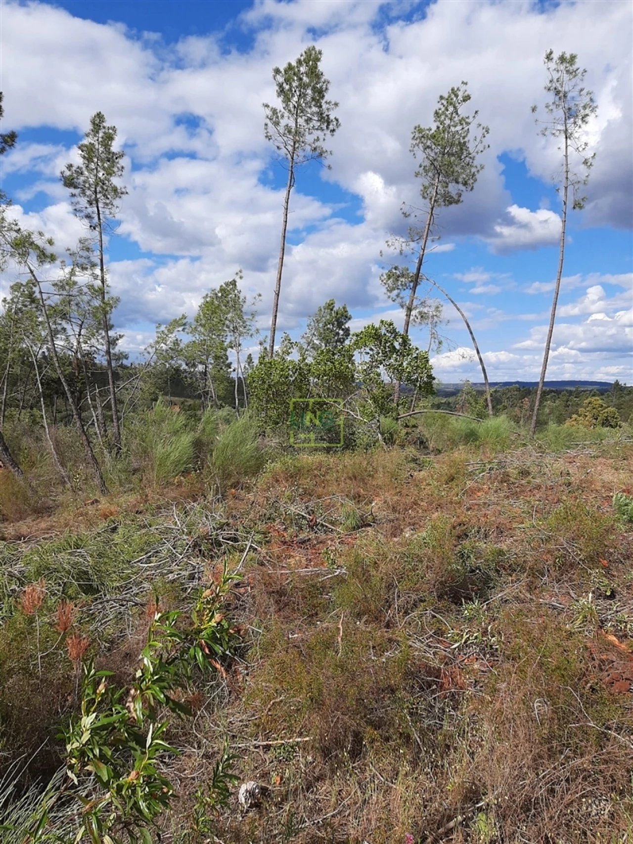 Terreno para Venda em Sarzedas Foto 20