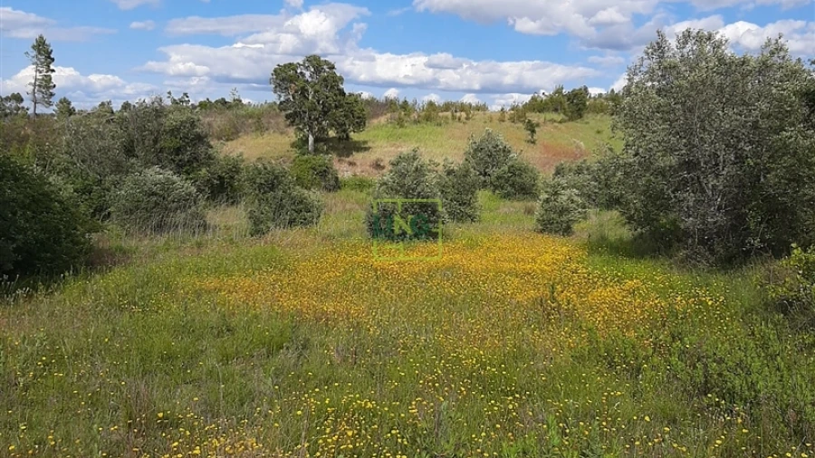 Terreno para Venda em Sarzedas