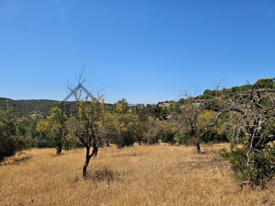 Terreno para Venda em Loule (São Sebastião) Foto 11