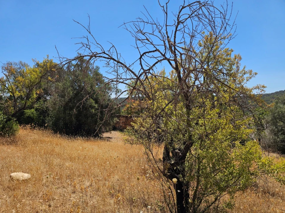 Terreno para Venda em Loule (São Sebastião) Foto 12