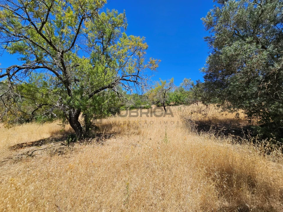 Terreno para Venda em Loule (São Sebastião) Foto 17