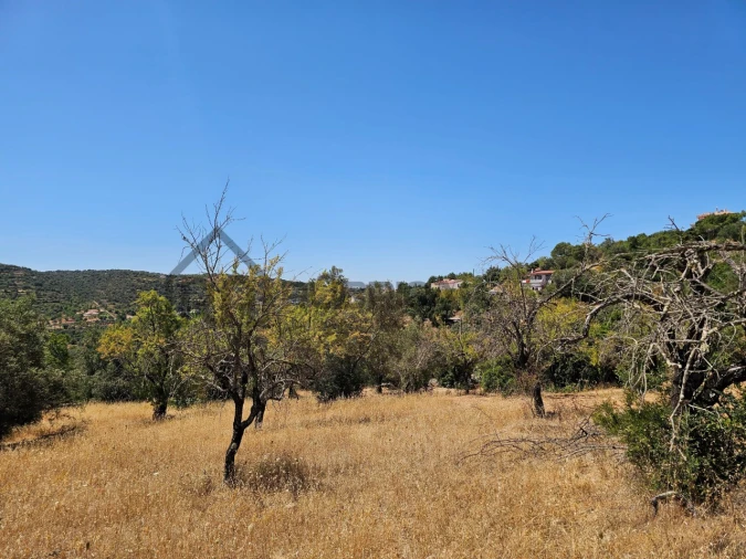 Terreno para Venda em Loule (São Sebastião) Foto 11