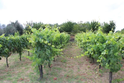 Moradia T4 para Venda em Frende