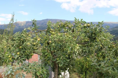 Moradia T4 para Venda em Frende