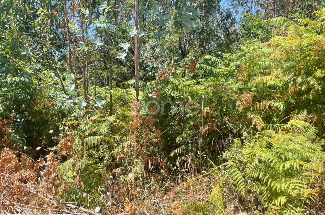Terreno para Venda em Nogueira do Cravo e Pindelo Foto 11