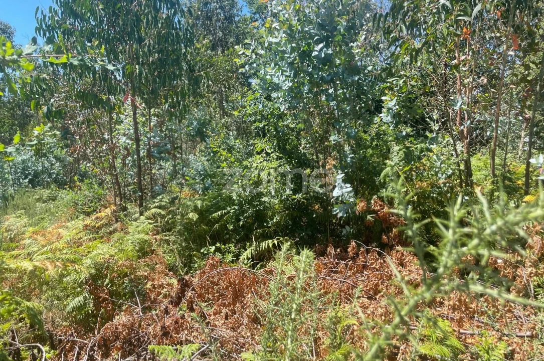 Terreno para Venda em Nogueira do Cravo e Pindelo Foto 9