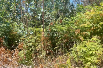 Terreno para Venda em Nogueira do Cravo e Pindelo