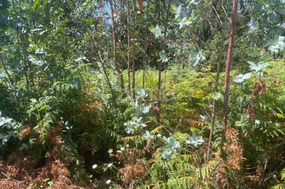 Terreno para Venda em Nogueira do Cravo e Pindelo