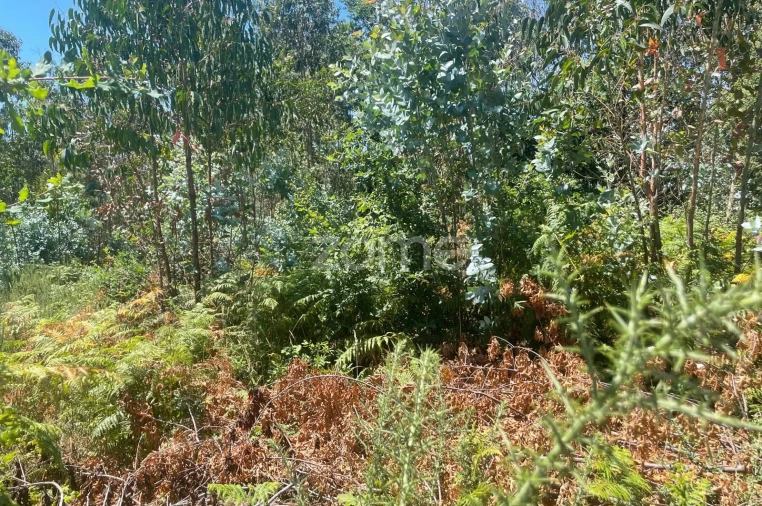 Terreno para Venda em Nogueira do Cravo e Pindelo Foto 9
