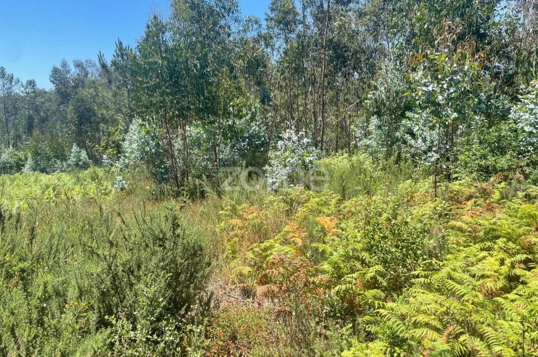Terreno para Venda em Nogueira do Cravo e Pindelo Foto 5