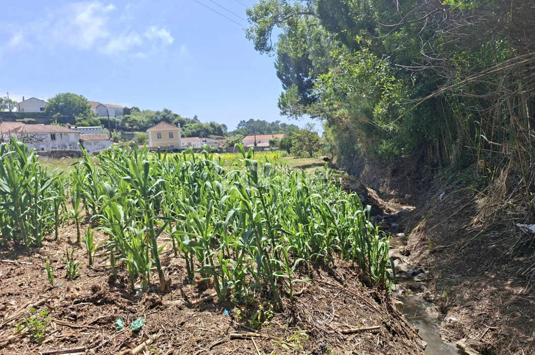 Terreno para Venda em Santa Maria e São Miguel, São Martinho, São Pedro Penaferrim Foto 7