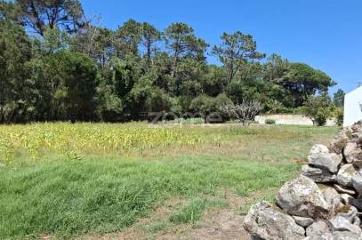 Terreno para Venda em Santa Maria e São Miguel, São Martinho, São Pedro Penaferrim