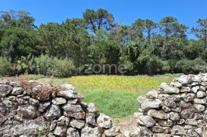 Terreno para Venda em Santa Maria e São Miguel, São Martinho, São Pedro Penaferrim