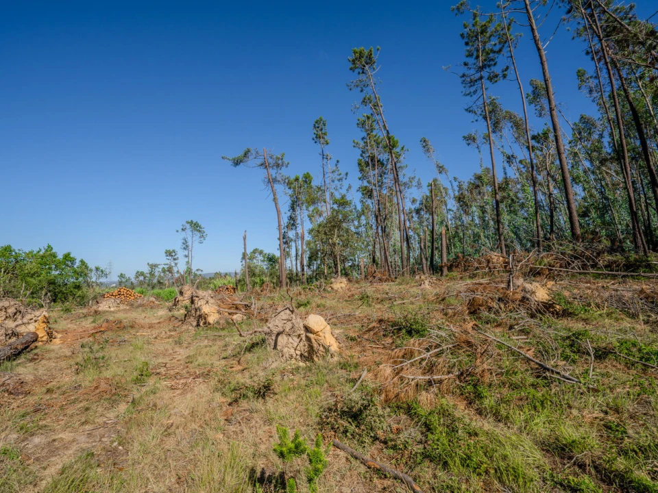 Terreno para Venda em Maceira Foto 4