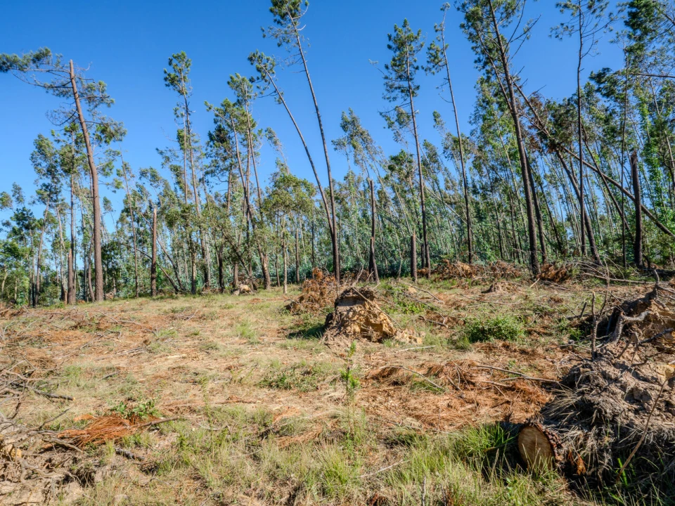 Terreno para Venda em Maceira Foto 5