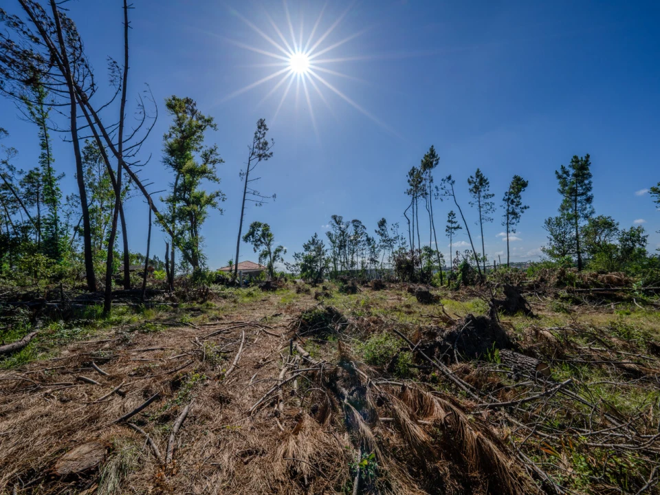 Terreno para Venda em Maceira Foto 6