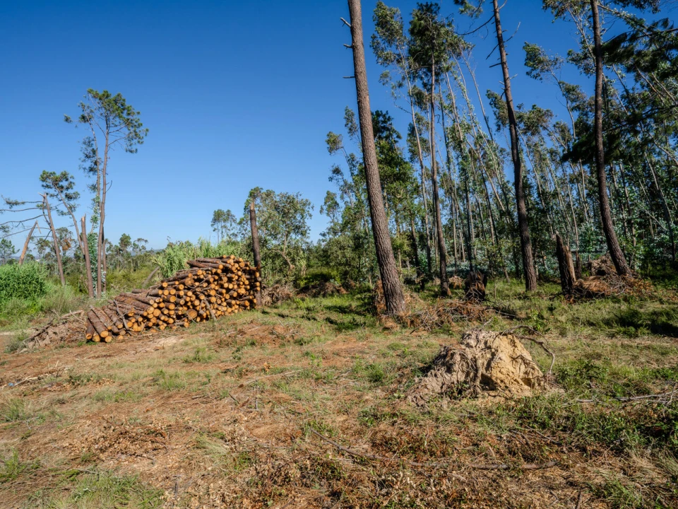 Terreno para Venda em Maceira Foto 9