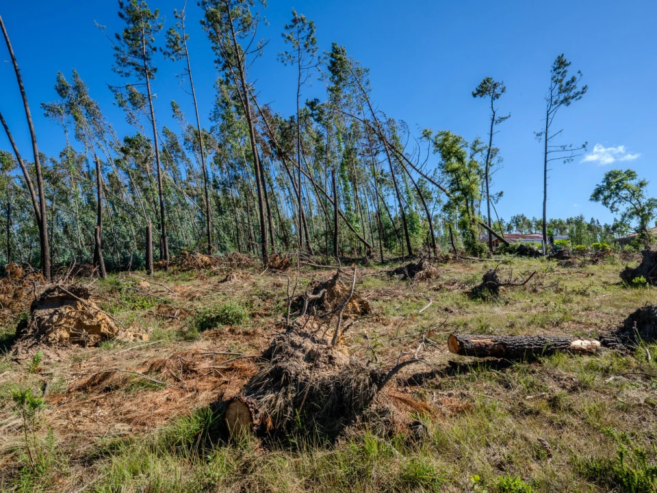 Terreno para Venda em Maceira Foto 10