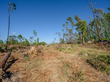 Terreno para Venda em Maceira