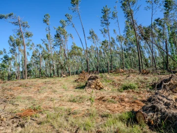 Terreno para Venda em Maceira