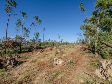 Terreno para Venda em Maceira