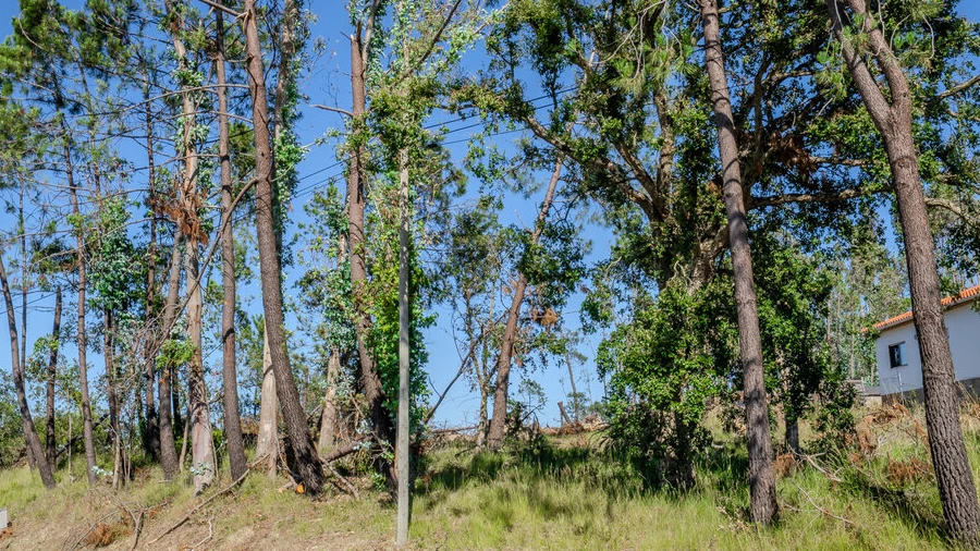 Terreno para Venda em Maceira