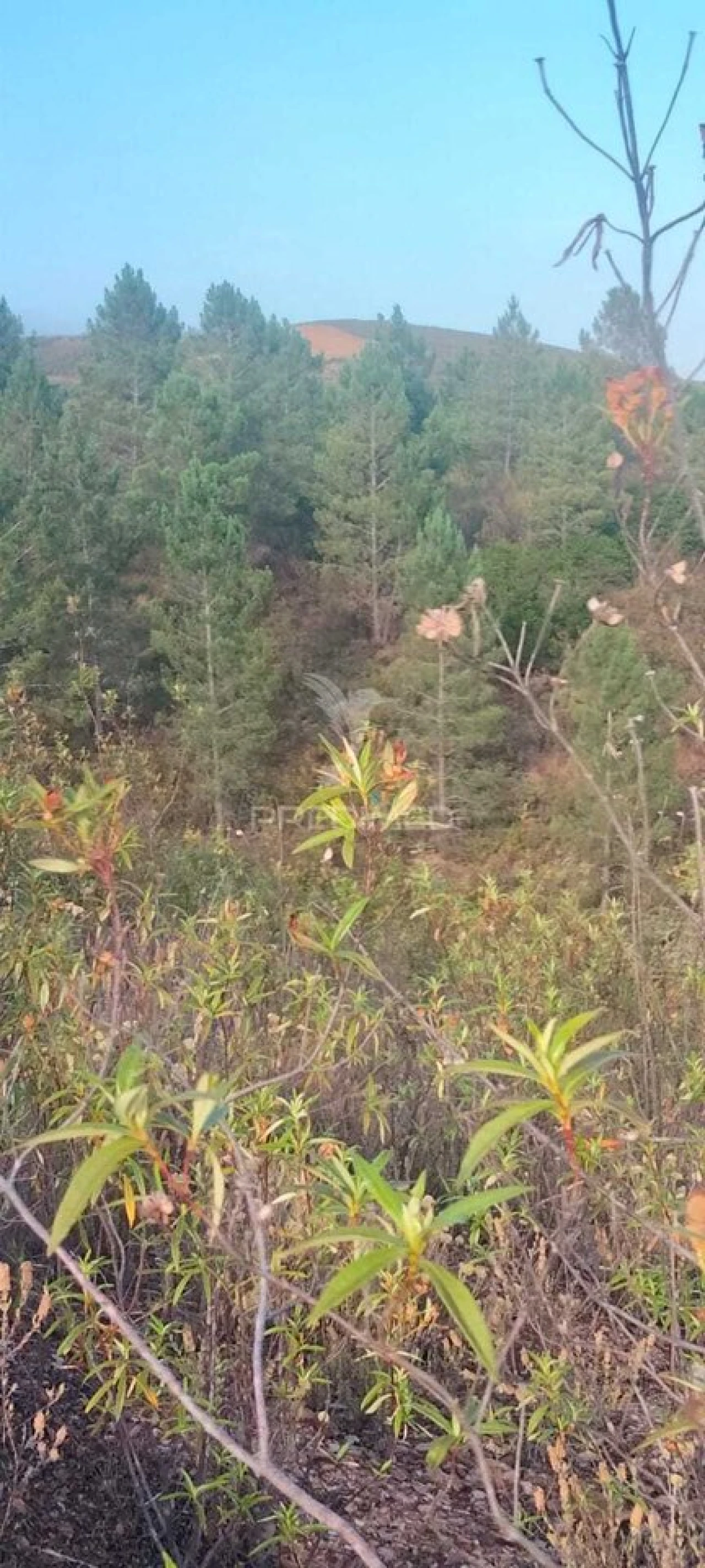 Terreno para Venda em São Marcos da Serra Foto 6