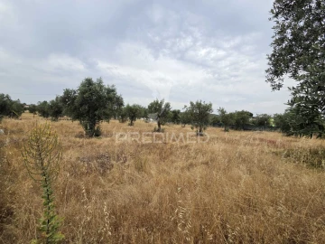 Terreno para Venda em Vila Nova da Barquinha