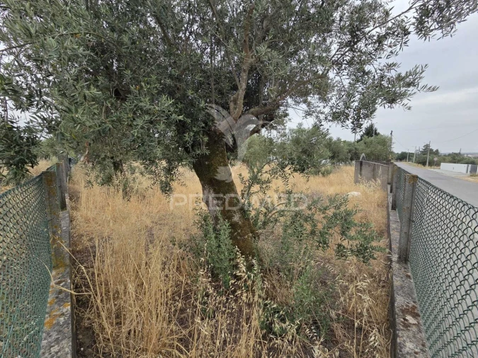 Terreno para Venda em Vila Nova da Barquinha Foto 11