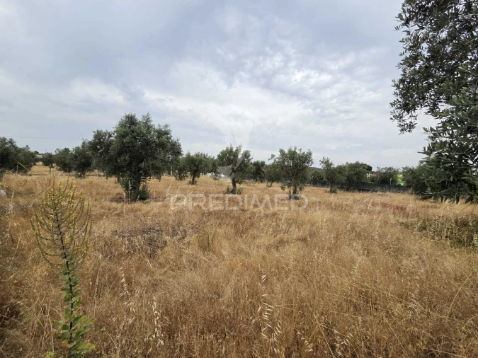Terreno para Venda em Vila Nova da Barquinha Foto 21