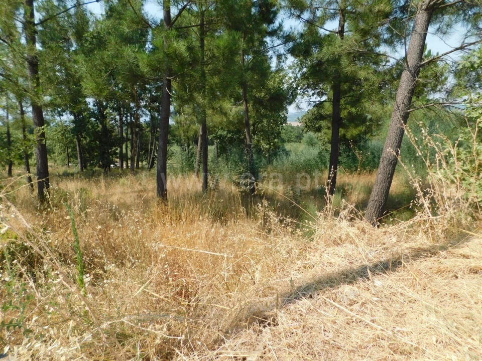 Terreno para Venda em Fundão, Valverde, Donas, A. Joanes, A. Nova Cabo Foto 3
