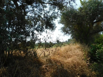 Terreno para Venda em Fundão, Valverde, Donas, A. Joanes, A. Nova Cabo