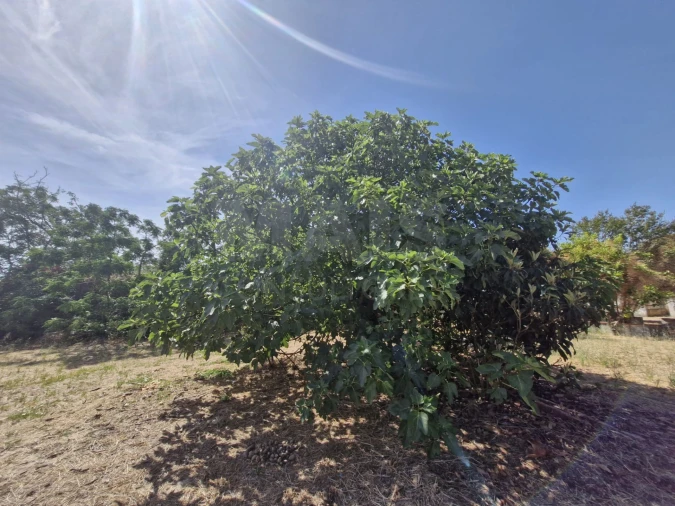 Moradia para Venda em Salvaterra de Magos e Foros de Salvaterra Foto 7