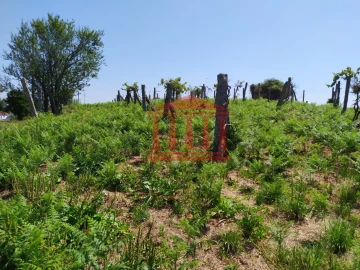 Terreno para Venda em Silveiros e Rio Covo (Santa Eulália)