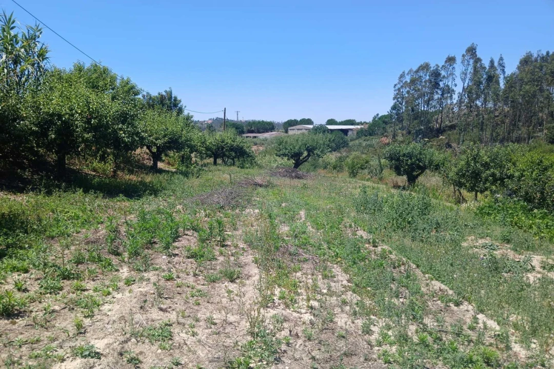 Terreno para Venda em Leiria, Pousos, Barreira e Cortes Foto 9