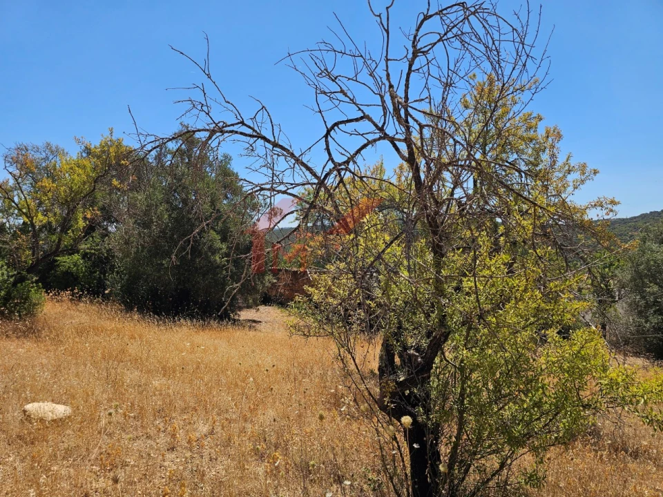 Terreno para Venda em Loule (São Sebastião) Foto 11