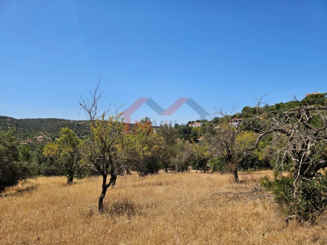 Terreno para Venda em Loule (São Sebastião) Foto 10