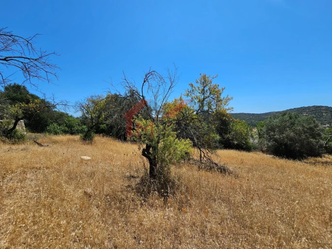 Terreno para Venda em Loule (São Sebastião) Foto 12
