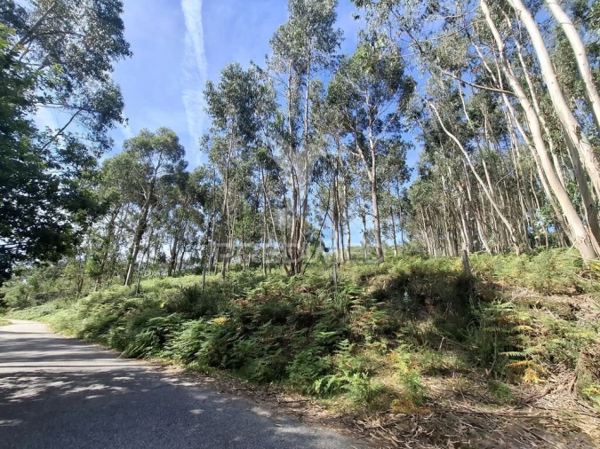 Terreno para Venda em Valbom (São Pedro), Passô e Valbom (São Martinho) Foto 7