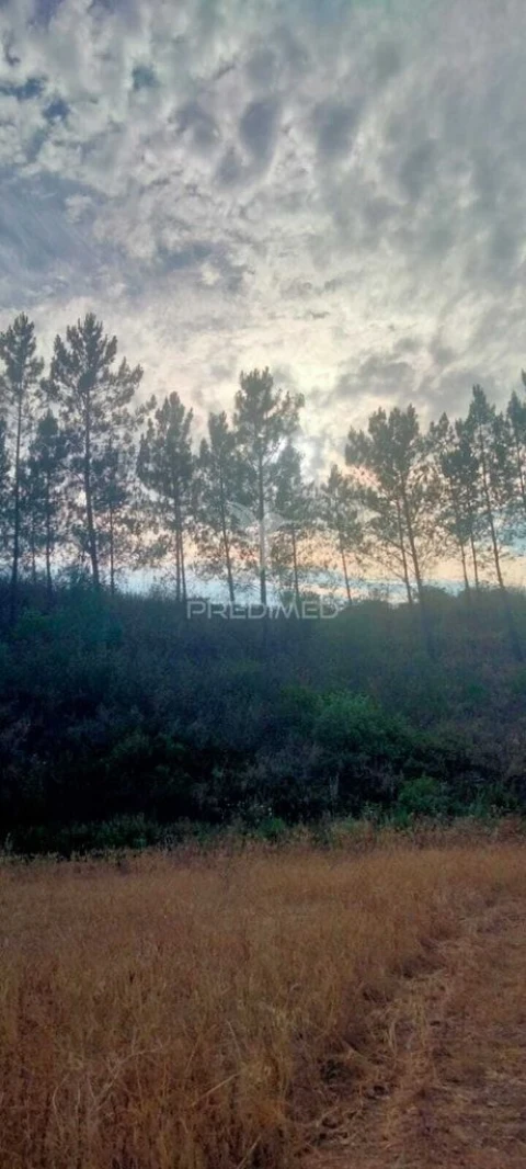 Terreno para Venda em São Bartolomeu de Messines