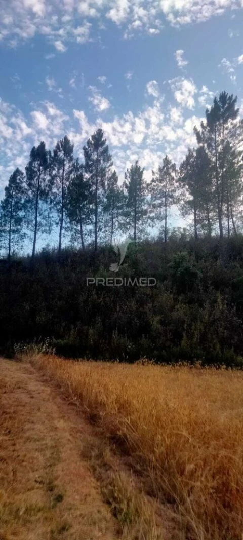 Terreno para Venda em São Bartolomeu de Messines