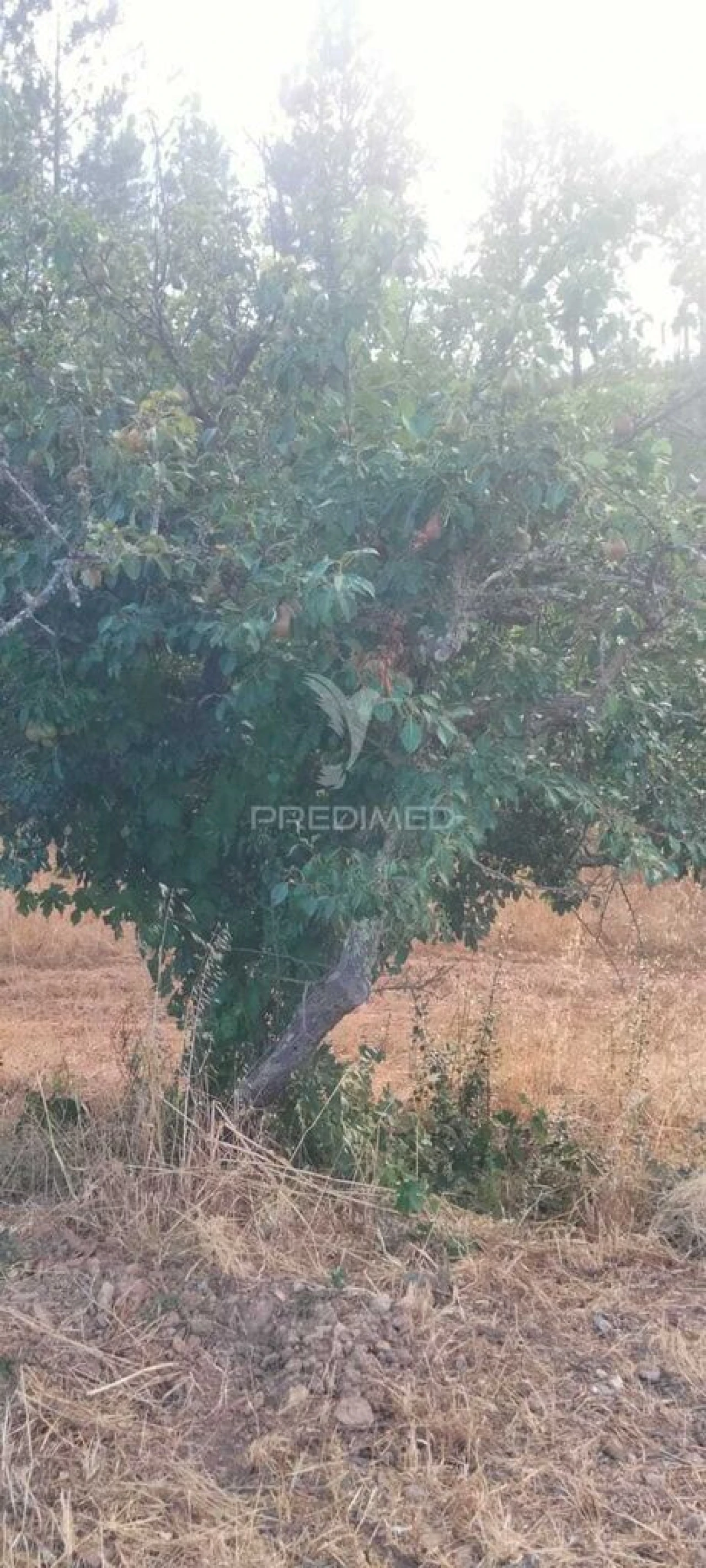 Terreno para Venda em São Bartolomeu de Messines Foto 6