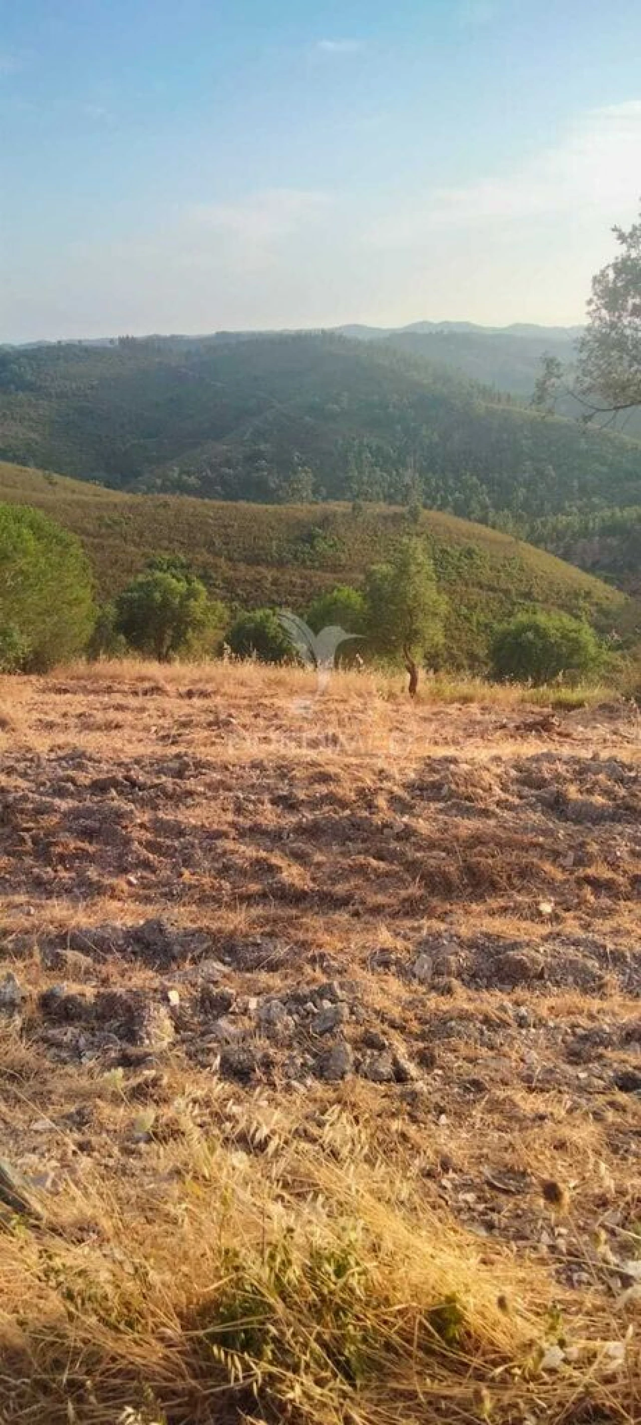 Terreno para Venda em São Bartolomeu de Messines Foto 4