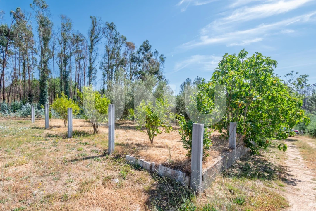Terreno Agricola ou Rústico para Venda em Erada Foto 3