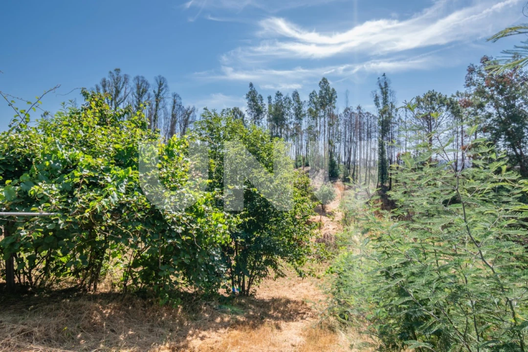 Terreno Agricola ou Rústico para Venda em Erada Foto 8