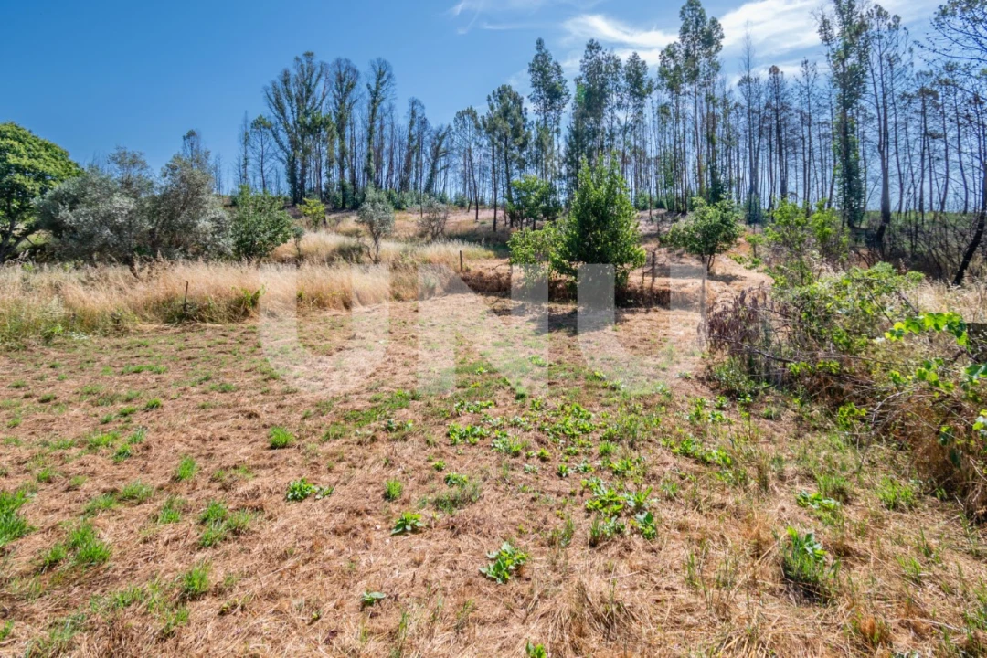 Terreno Agricola ou Rústico para Venda em Erada Foto 9