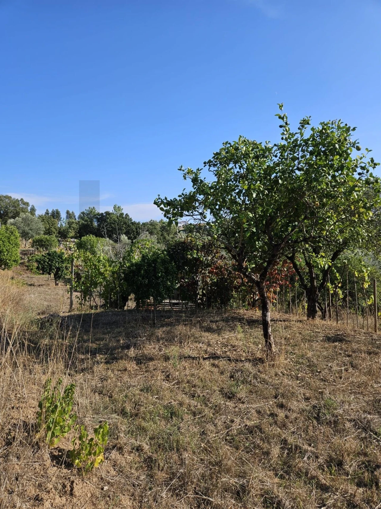 Terreno para Venda em Santo Antonio dos Olivais Foto 3