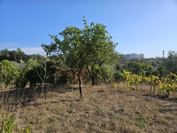 Terreno para Venda em Santo Antonio dos Olivais