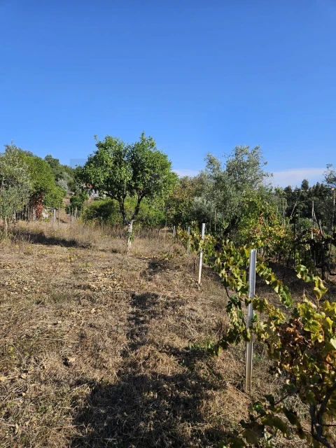 Terreno para Venda em Santo Antonio dos Olivais