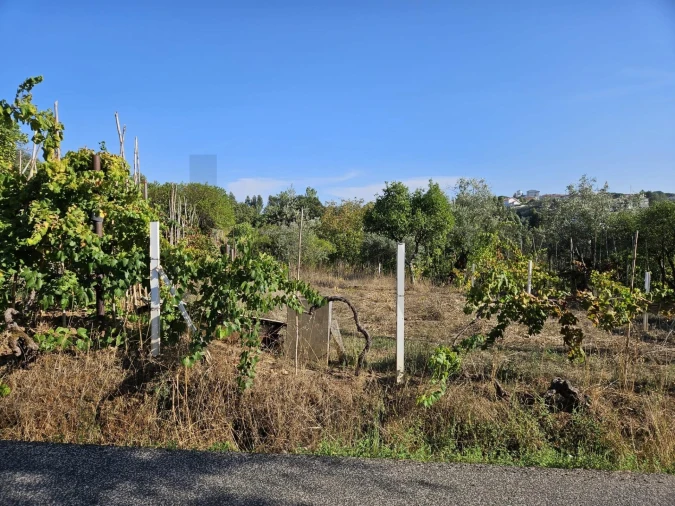Terreno para Venda em Santo Antonio dos Olivais Foto 4